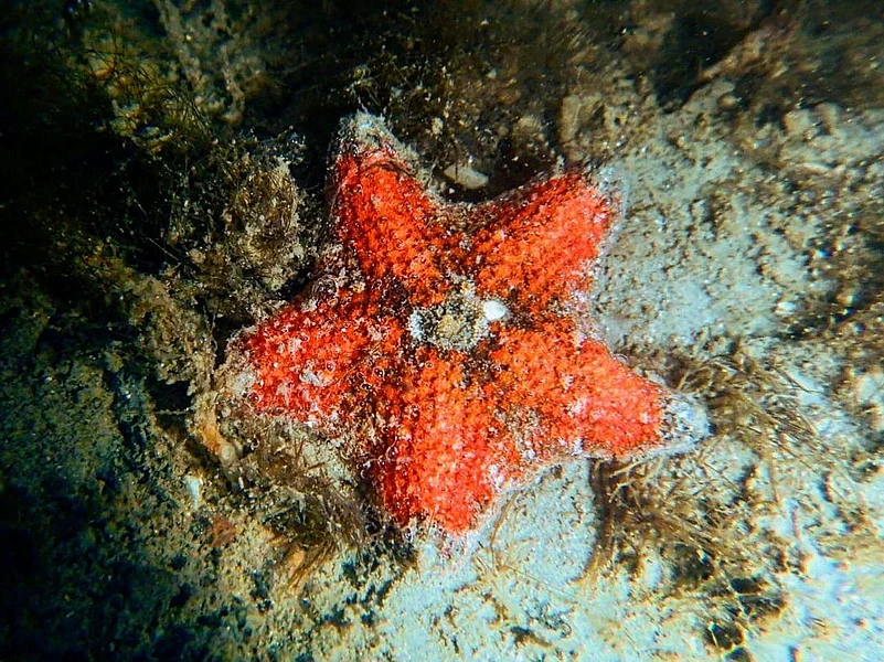 Spotting seastars on Mumbais shores is becoming less common though, says MLOM. Just like the stars over the citys sky, seeing a seastar now feels like a beacon of hope that the life here is trying hard to survive